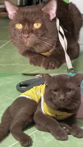Kucing british short hair choco , Bsh choco cinnamon