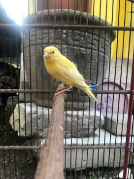 Kenari paud kuning lemon wiksar 100% jantan