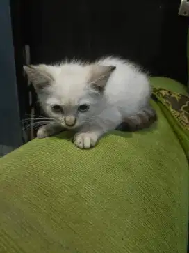 HIMALAYA SHORTHAIR BLUE EYES JANTAN