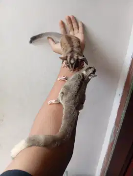 SUGAR GLIDER JINAK MOZA X CG