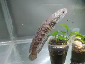 Beli Chana Auranti Bonus Chana Limbata