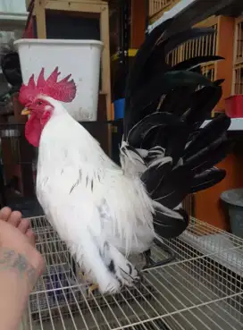 AYAM KT JENIS CHAMO 1 PASANG