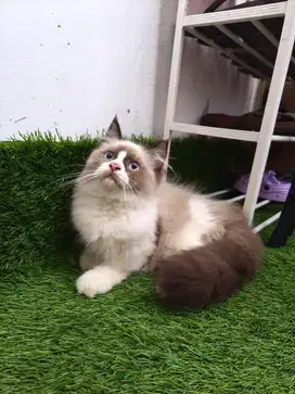 Kucing Ragdoll 3 Bulan simetris Non Ped