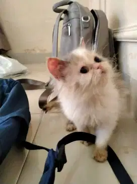 Kucing Persia Calico 4 Bulan