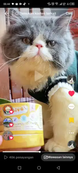 DICARI BETINA BIRAHI BAGI HASIL