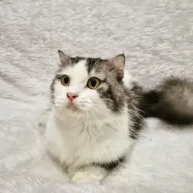 Kucing Scottish fold silver ( murni )