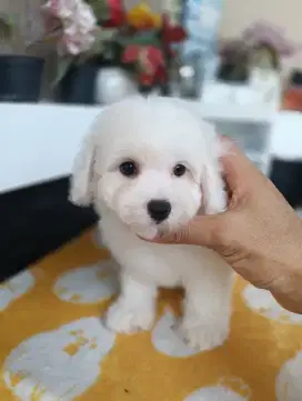Life of Bichon puppies