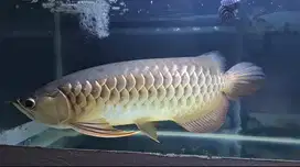 Arwana Golden Red