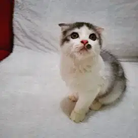 Kucing Scottish fold ( murni )