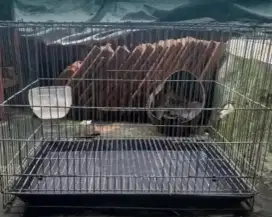 Kandang Kotak Love Bird/ Kucing