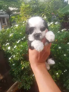 SHIHTZU MIX POODLE