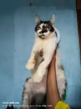 Ganti pakan indukan persia