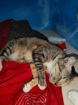 Cat for gypsummmm murah