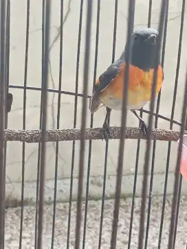 Dijual burung mantenan mini