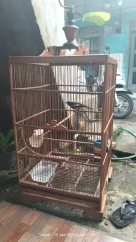 Burung Kacer fulset