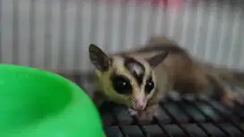 Sugar Glider sepasang dan joey