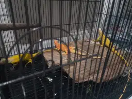 Iguana albino dan red albino