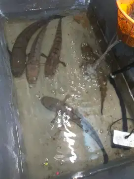ikan gabus hidup