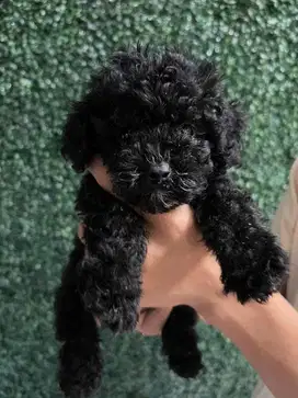 Jual Tiny Poodle Jantan
