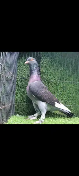 Burung Dara Merpati. Betina Trah