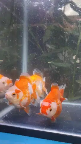 Oranda Sakura, polkadot