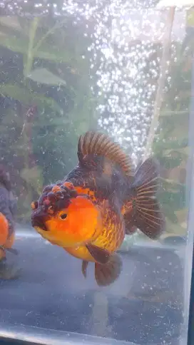 Oranda BG, orange