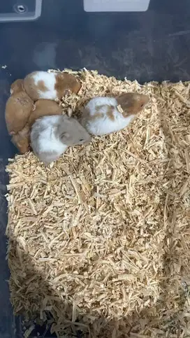 anakan hamster syarian
