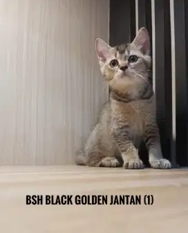 Kucing kitten bsh(british Shorthair)