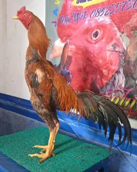 Ayam Jago Muda Trah Juara! (U-7Bln)