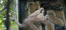 Burung puter pelung