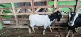 Kambing hias lucu