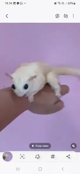 Sugar glider leu betina jinak gemoy