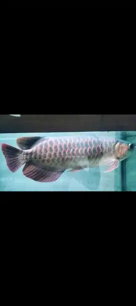 Jual cepat arwana SR ukuran 42cm
