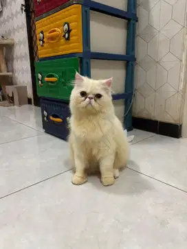 KUCING PEAKNOSE PUTIH JANTAN