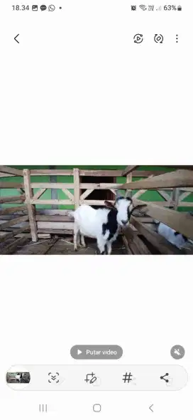 Kambing hias mini pyhmi goat fullblood.