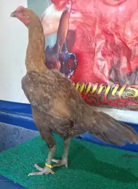Ayam Betina Cetak MANGON Istimewa! KENDEDES