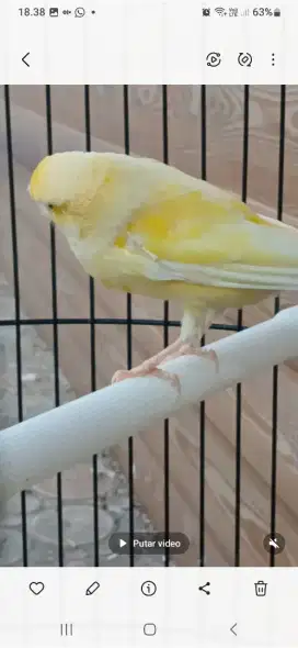 Burung kenari f1 jantan loss ring