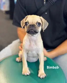 Jual pug puppy betina