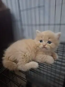 Open Adopt bermahar kitten Bsh X persia
