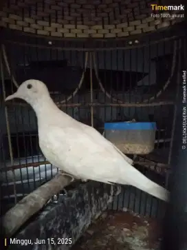 Burung perkutut