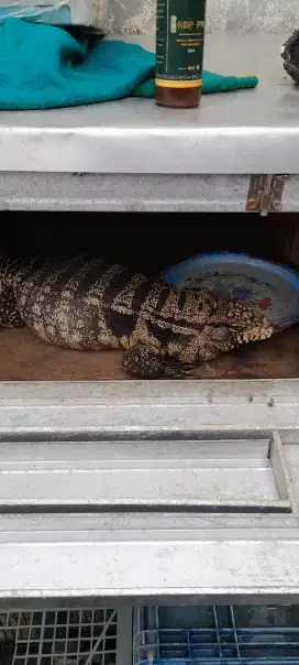 Dijual BU Tegu obes