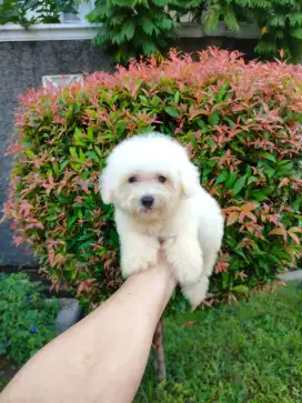 Puppies Maltipoo