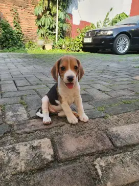 Anak anjing Beagle (beagle puppies)