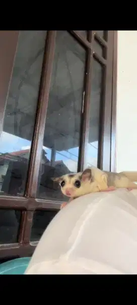 SUGAR GLIDER MOZAIC