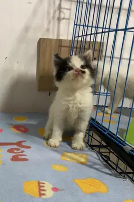 Kitten persia bulu kapas