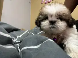 Dijual mini shih tzu 2 bulan jantan