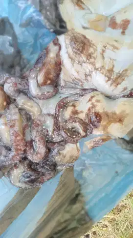 GURITA SEGAR / JAMINAN BARU