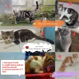 Pacak Kucing Persian