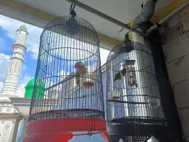 Burung love bird