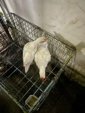 Anak ayam kate hias